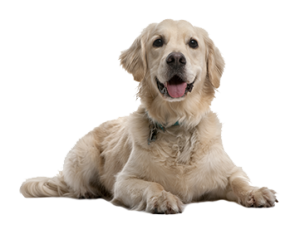 Dog welcome