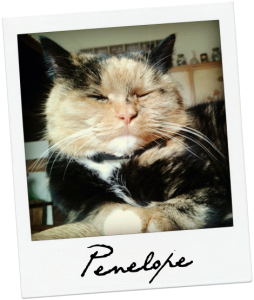 Gatta Penelope